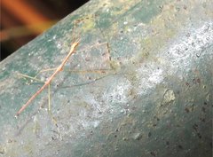 Clitumninae