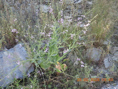 Physorhynchus chamaerapistrum