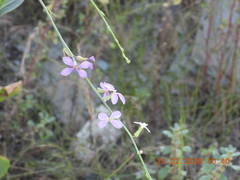 Physorhynchus chamaerapistrum