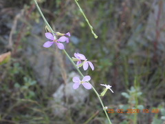 Physorhynchus chamaerapistrum