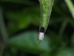 Minettia longipennis