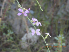 Physorhynchus chamaerapistrum