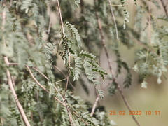 Prosopis cineraria