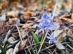Scilla bifolia