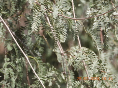 Prosopis cineraria