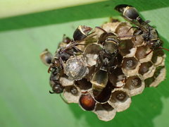 Ropalidia aethiopica