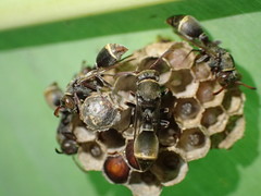 Ropalidia aethiopica