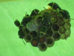 Ropalidia aethiopica