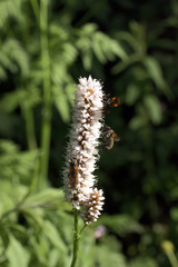 Empis tessellata