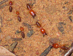 Syntermes molestus