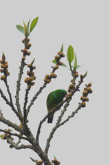 Chlorophonia occipitalis