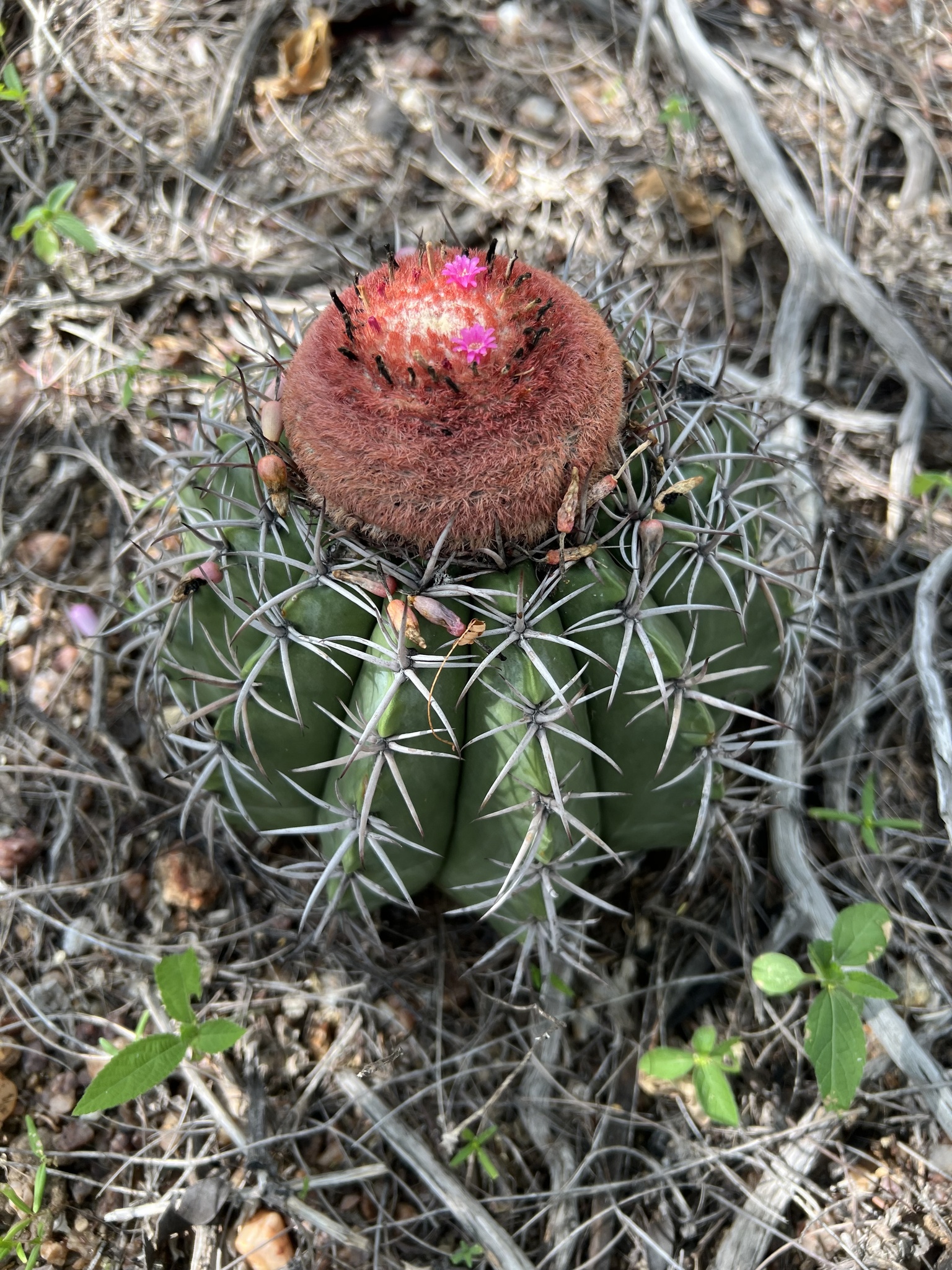 Melocactus zehntneri