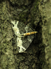 Ecliptopera capitata