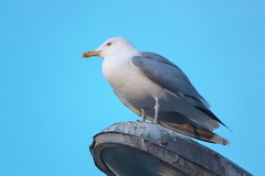 Larus argentatus