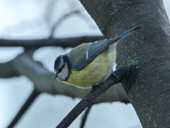 Cyanistes caeruleus