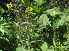 Tephroseris cladobotrys