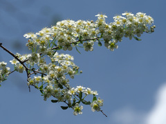 Spiraea hypericifolia