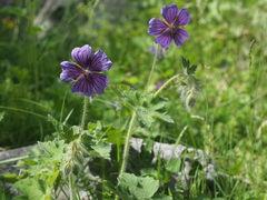 Geranium platypetalum