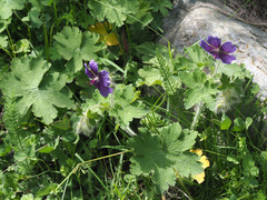Geranium platypetalum