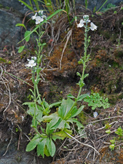 Veronica gentianoides