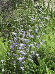Campanula sarmatica
