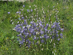 Campanula sarmatica