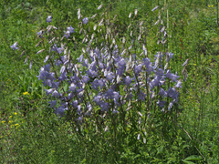 Campanula sarmatica