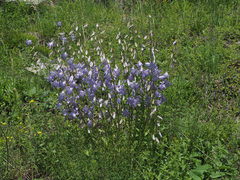 Campanula sarmatica