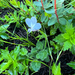 Lobelia dasyphylla