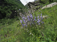 Campanula sarmatica