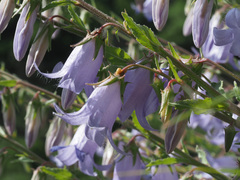 Campanula sarmatica