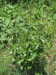 Vincetoxicum funebre