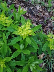 Euphorbia hyberna