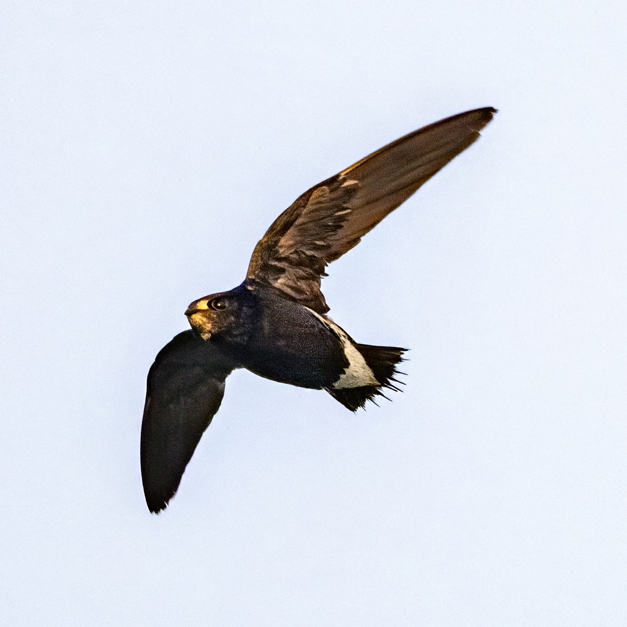 Brown-backed Needletail (Hirundapus giganteus), photo 10