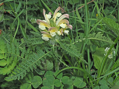 Pedicularis chroorrhyncha