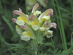 Pedicularis chroorrhyncha
