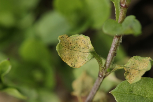 Septoria stellariae