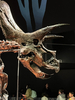 Triceratops horridus - Photo (c) PaleoGuy, some rights reserved (CC BY-NC), uploaded by PaleoGuy