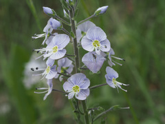 Veronica gentianoides