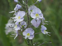 Veronica gentianoides