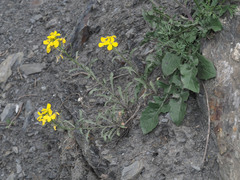 Erysimum ibericum