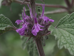 Marrubium catariifolium