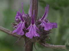 Marrubium catariifolium
