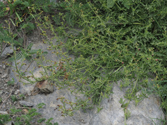 Scrophularia olympica