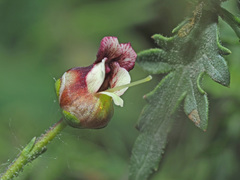 Scrophularia olympica