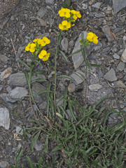 Erysimum ibericum