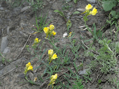 Linaria meyeri