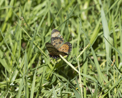 Acraea acara acara