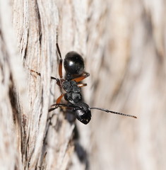 Polyrhachis femorata