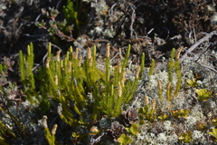 Spinulum annotinum alpestre